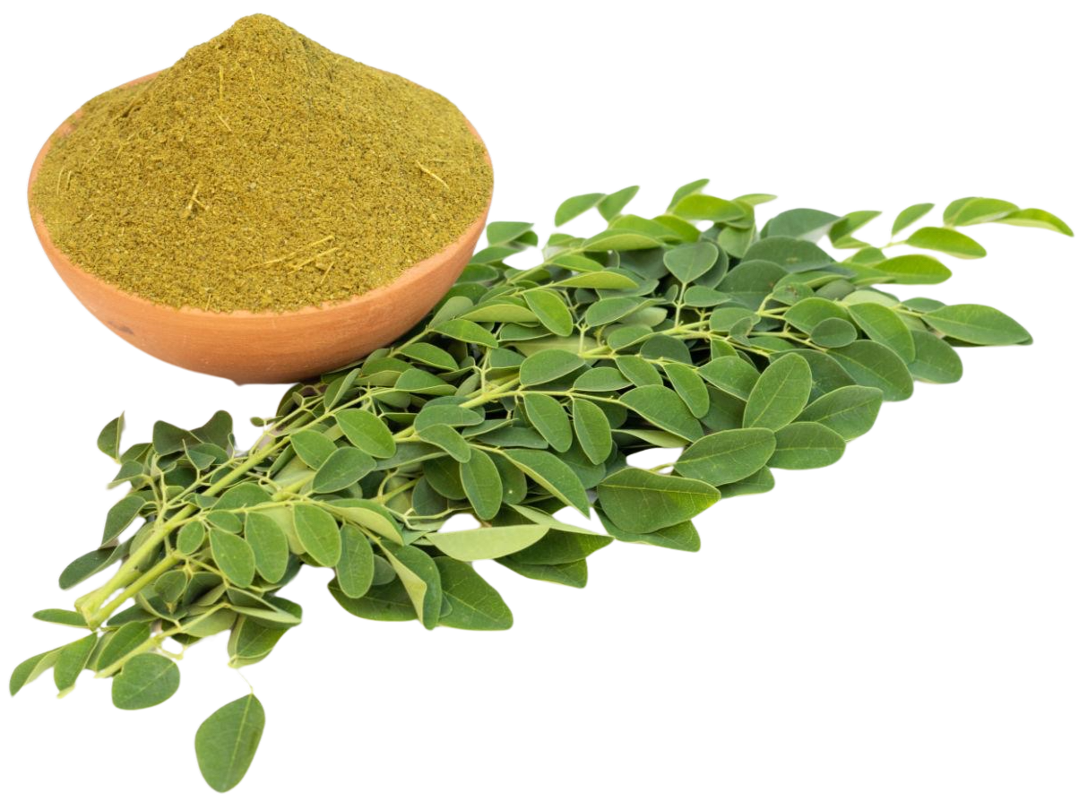 Moringa oleifera ingredient image